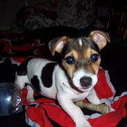 Jack russell terrier Snavsi