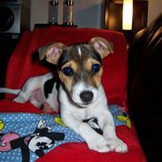 Jack russell terrier Snavsi