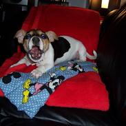 Jack russell terrier Snavsi