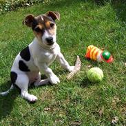 Jack russell terrier Snavsi