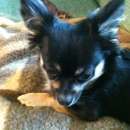 Chihuahua Don Carlos