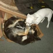 Chihuahua Don Carlos