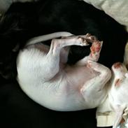 Chihuahua Don Carlos