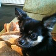 Chihuahua Don Carlos