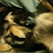 Chihuahua Don Carlos