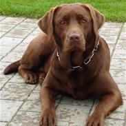 Labrador retriever Soffie