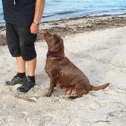 Labrador retriever Soffie
