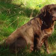 Labrador retriever Soffie