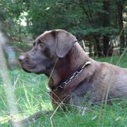 Labrador retriever Soffie