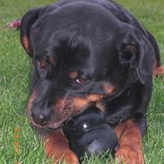 Rottweiler Heitah's Naomi