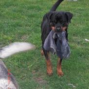 Rottweiler Heitah's Naomi