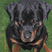 Rottweiler Heitah's Naomi