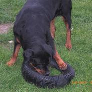 Rottweiler Heitah's Naomi