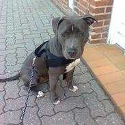 Amerikansk staffordshire terrier Malou