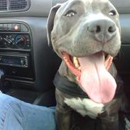 Amerikansk staffordshire terrier Malou