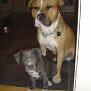 Amerikansk staffordshire terrier Malou