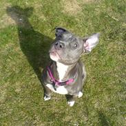 Amerikansk staffordshire terrier Malou