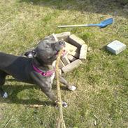 Amerikansk staffordshire terrier Malou