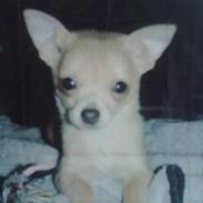 Chihuahua Lily "Reni vom Haus Buve"