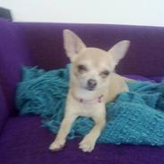 Chihuahua Lily "Reni vom Haus Buve"