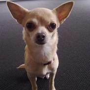 Chihuahua Lily "Reni vom Haus Buve"