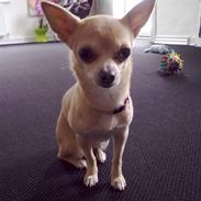 Chihuahua Lily "Reni vom Haus Buve"