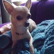 Chihuahua Lily "Reni vom Haus Buve"