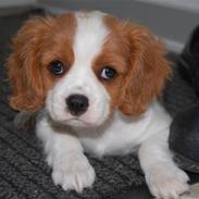 Cavalier king charles spaniel Freja