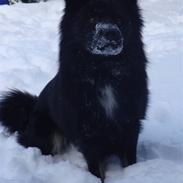 Islandsk fårehund Aslan