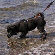 Islandsk fårehund Aslan