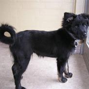 Islandsk fårehund Aslan