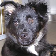 Islandsk fårehund Aslan