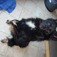 Islandsk fårehund Aslan