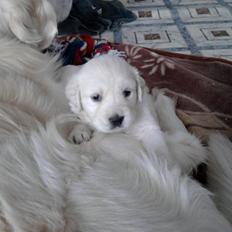 Golden retriever Diva