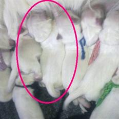 Golden retriever Diva