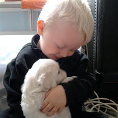 Golden retriever Diva