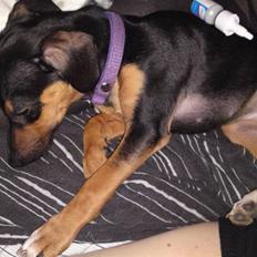 Blanding af racer Tilde