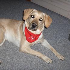 Blanding af racer Gizmo (Golden/labrador)