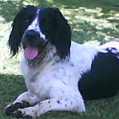 Field Trial spaniel Movgli