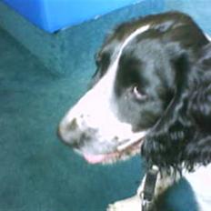 Field Trial spaniel Movgli