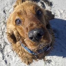 Cocker spaniel BAMSE :) HIMMELHUND ! :'(
