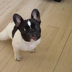 Fransk bulldog Sally