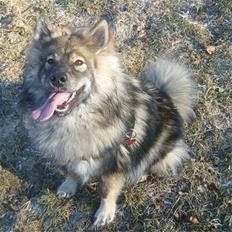 Eurasier Skovagergaards Dorthea