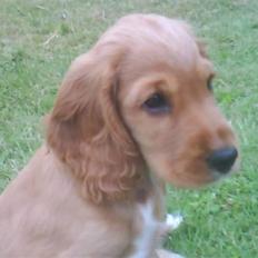 Cocker spaniel SMUT 