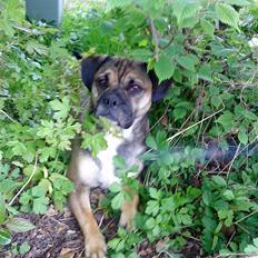 Blanding af racer Donna