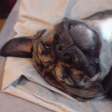 Blanding af racer Donna