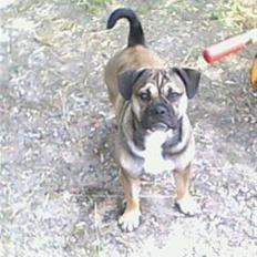 Blanding af racer Donna