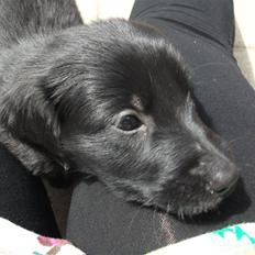 Flat coated retriever Alma - engle barnet/koldbøtte