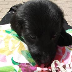 Flat coated retriever Alma - engle barnet/koldbøtte