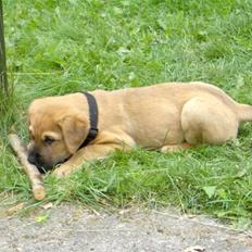 Blanding af racer Ozzy